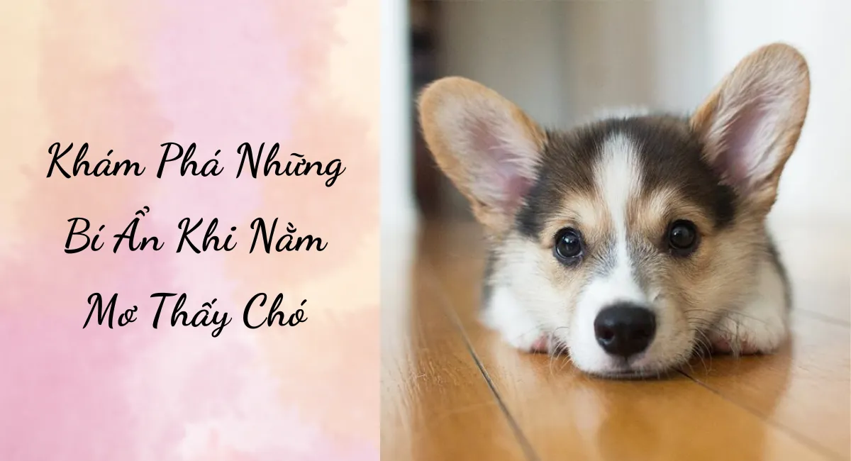 Khám Phá Những Bí Ẩn Khi Nằm Mơ Thấy Chó