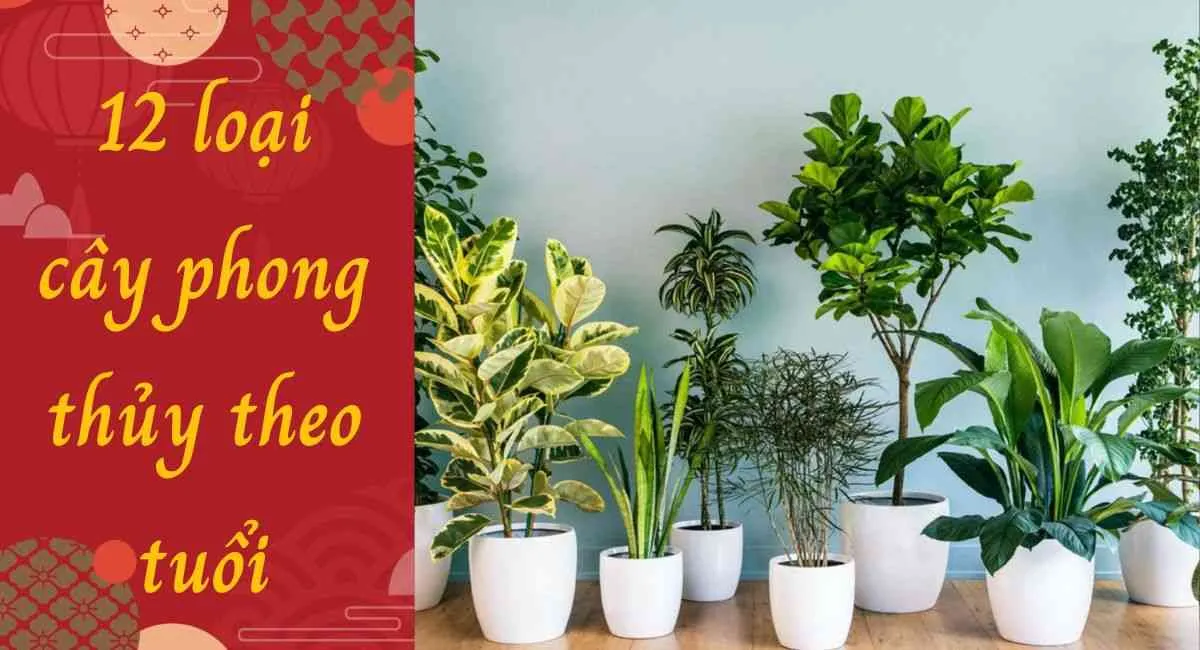 12 loại cây phong thủy theo tuổi giúp sự nghiệp thăng tiến xa, mọi việc hanh thông