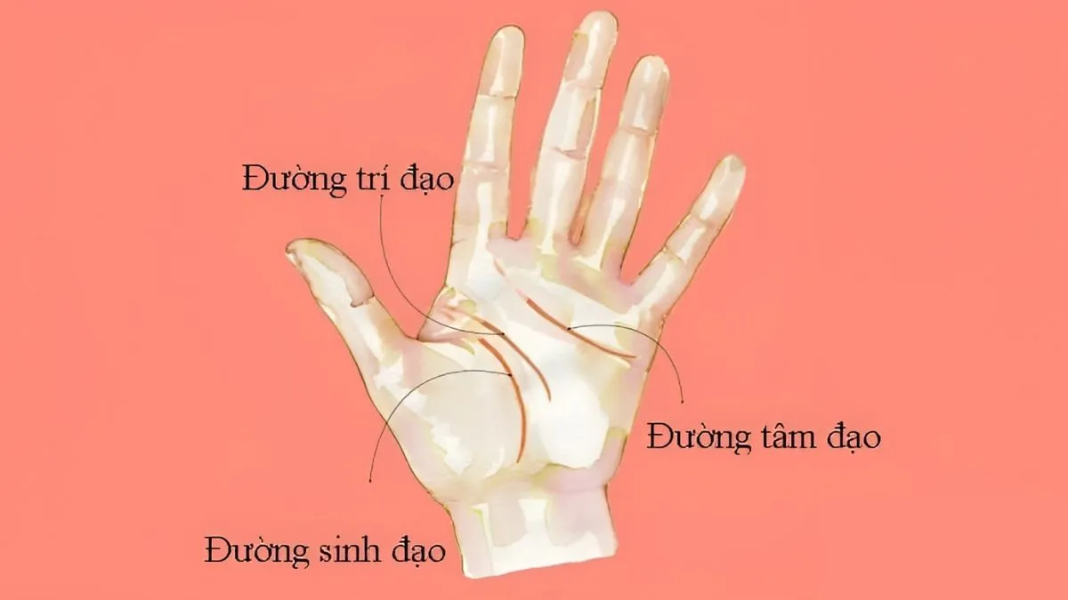 Bí ẩn nốt ruồi đen trong lòng bàn tay, đường đời thuận lợi hay trắc trở?