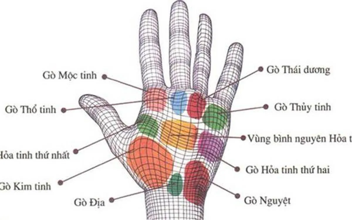 Các gò trên lòng bàn tay: Dự đoán vận mệnh sang hèn chỉ trong một nốt nhạc