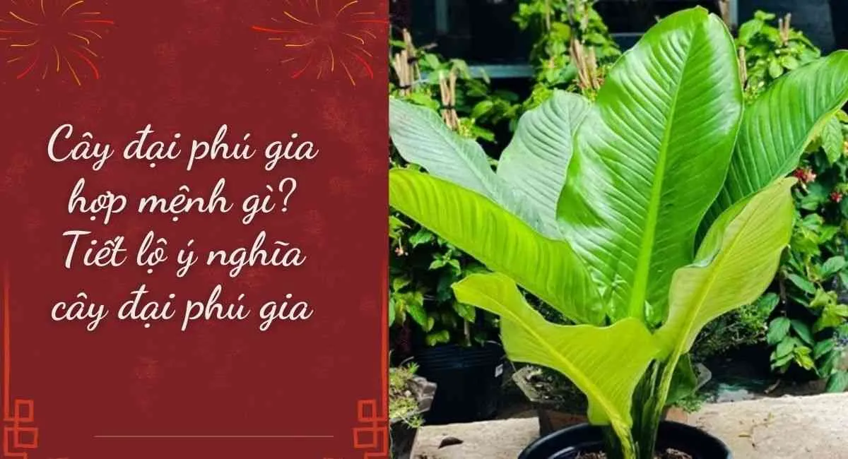 Cây đại phú gia hợp mệnh gì? Tiết lộ ý nghĩa cây đại phú gia