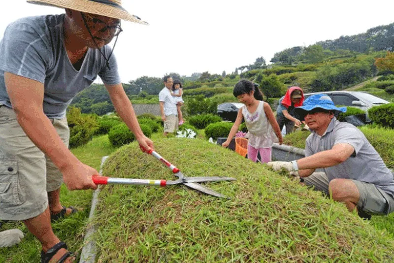 Cây mọc trên mộ tốt hay xấu? Đặc biệt lưu ý khi cây mọc ở vị trí này