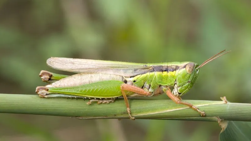 Châu chấu vào nhà là điềm gì? Lộc trời ghé nhà nếu bạn thấy dấu hiệu này