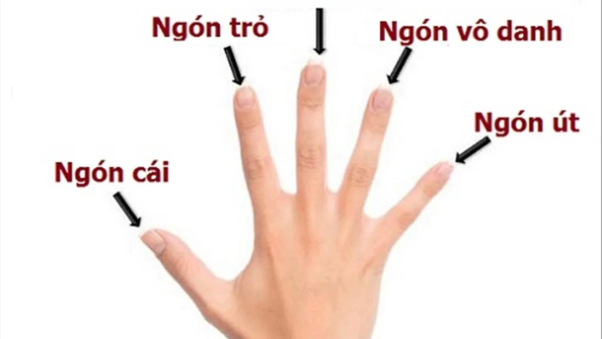 Đeo nhẫn ngón giữa tay trái nữ: Ý nghĩa và cách đeo sao cho may mắn