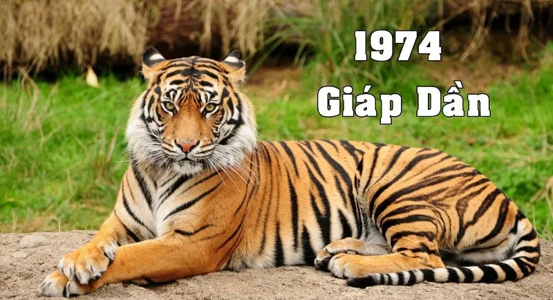 Giáp Dần 1974 Mệnh gì? 1974 Bao Nhiêu Tuổi Cung Gì, Hợp Màu Gì, Hợp Tuổi Nào?