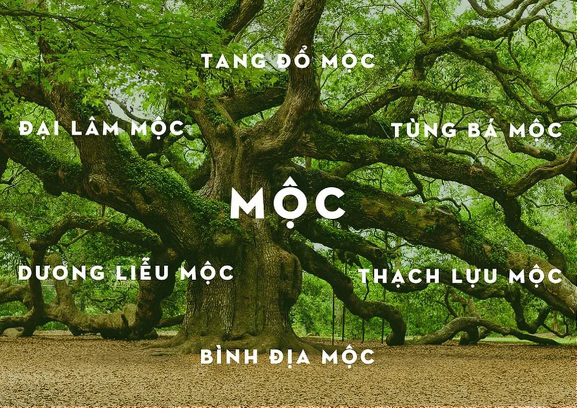 Kim và Mộc có hợp nhau không? Cách hóa giải để gắn bó cả đời