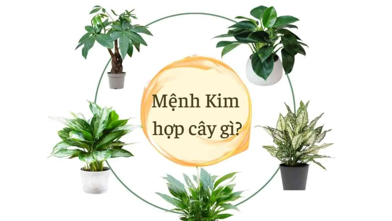 Mệnh Kim hợp cây gì? Ý nghĩa của 15+ cây trồng hợp mệnh Kim mang tài lộc, may mắn