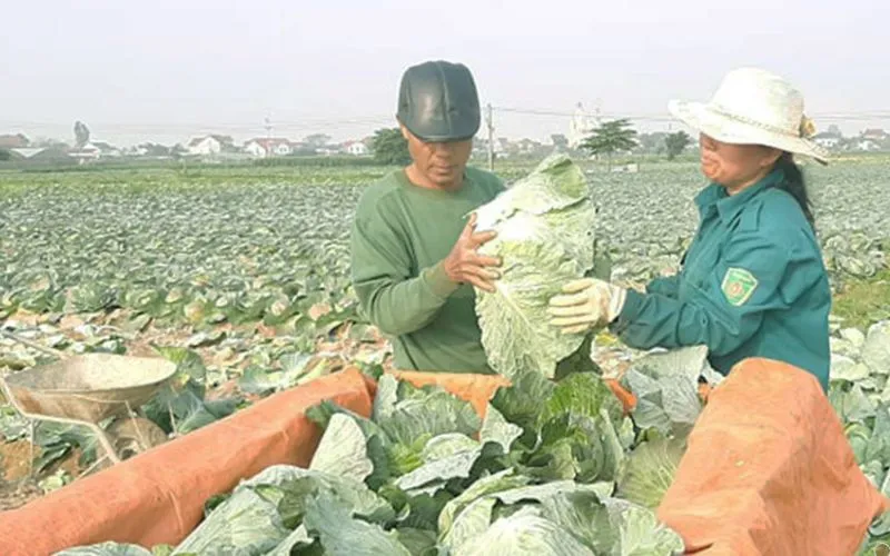 Mơ thấy bắp cải: Cẩn trọng với các mối quan hệ xung quanh nếu thấy điều này