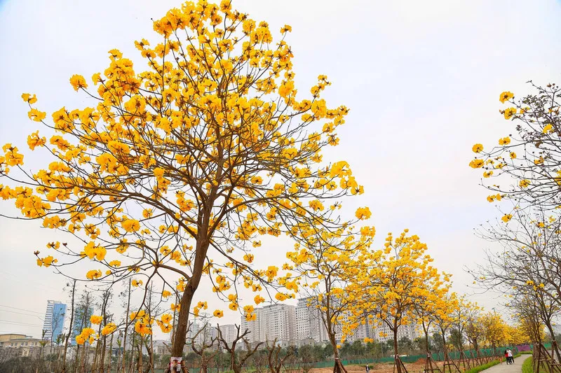 Mơ thấy cây nở hoa có ý nghĩa gì? Cảnh giác ngay khi thấy loại hoa này