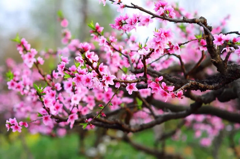 Mơ thấy hoa đào nở: Hết độc thân ngay nếu chiêm bao thấy điều này