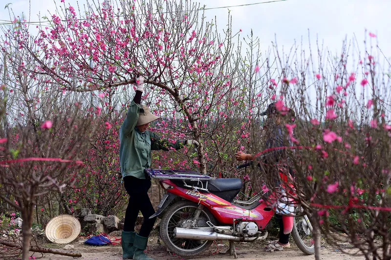 Mơ thấy hoa đào nở: Hết độc thân ngay nếu chiêm bao thấy điều này