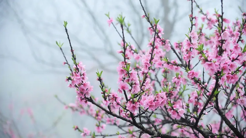 Mơ thấy hoa đào nở: Hết độc thân ngay nếu chiêm bao thấy điều này