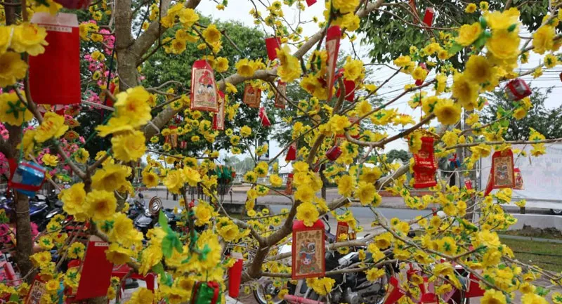 Những cách trang trí cây mai ngày Tết siêu đẹp, ai vào nhà cũng phải khen tấm tắc