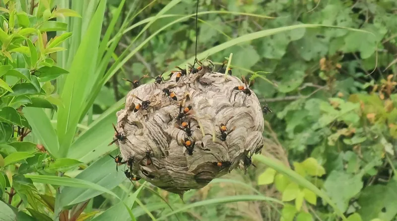 Ong làm tổ trên mộ tốt hay xấu, cách hóa giải tránh tai ương ập tới cả nhà