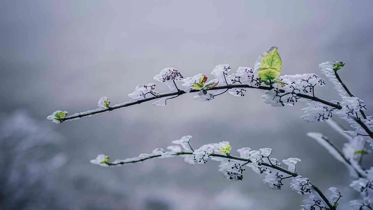 Tiết Tiểu Tuyết: Kinh doanh suôn sẻ, phát tài phát lộc nếu nắm được những điều này