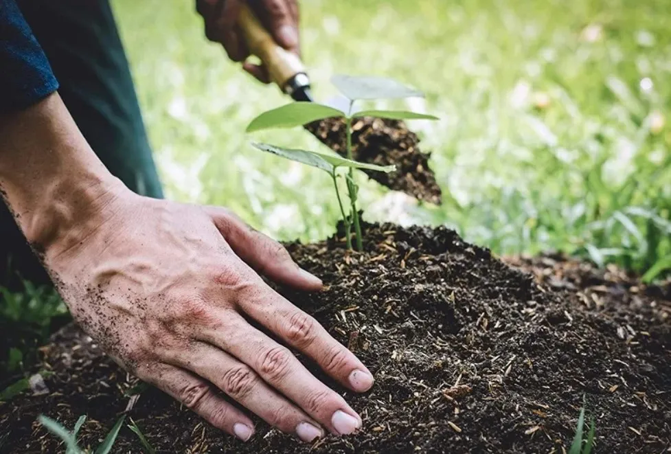 Tuổi Dần là con gì? Cứ chọn quần áo, xe màu này hút nhiều may mắn, tài lộc