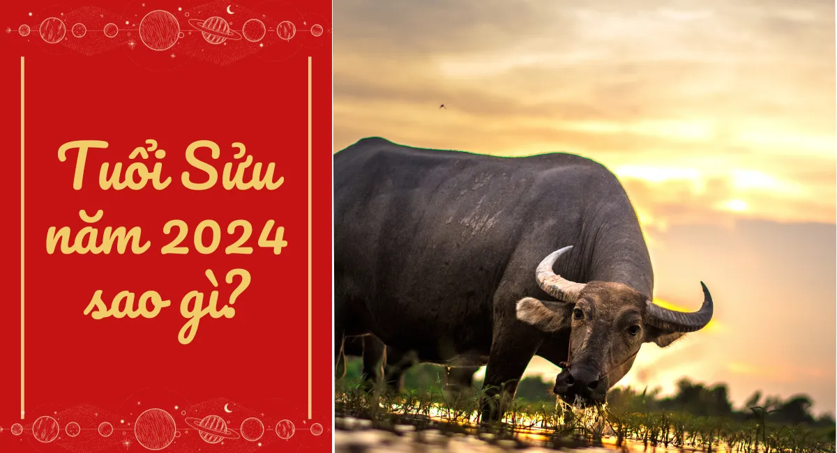 Tuổi Sửu năm 2024 sao gì? Hung tinh ngáng đường hay phúc tinh phù trợ