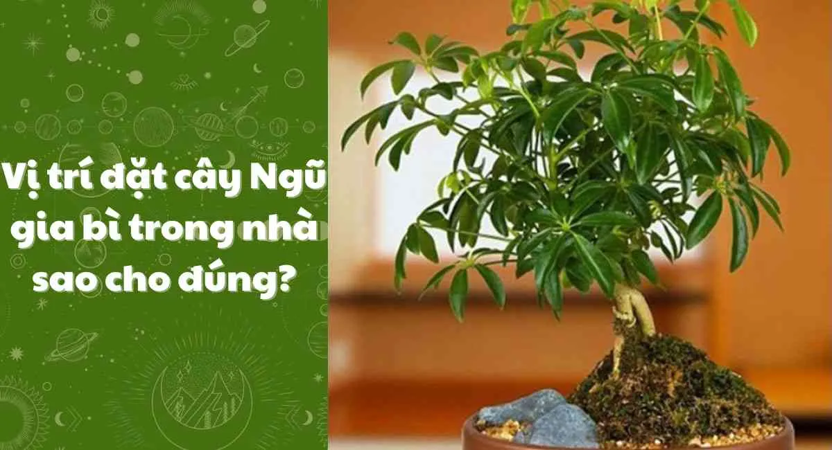 Vị trí đặt cây ngũ gia bì trong nhà: 03 Vị trí đắc địa quanh năm hút tài lộc