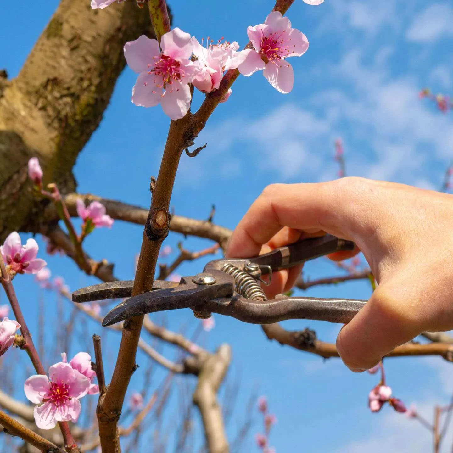 Ý nghĩa của cây hoa đào ngày tết, chơi qua tháng Giêng mà vẫn tươi thắm nhờ mẹo này