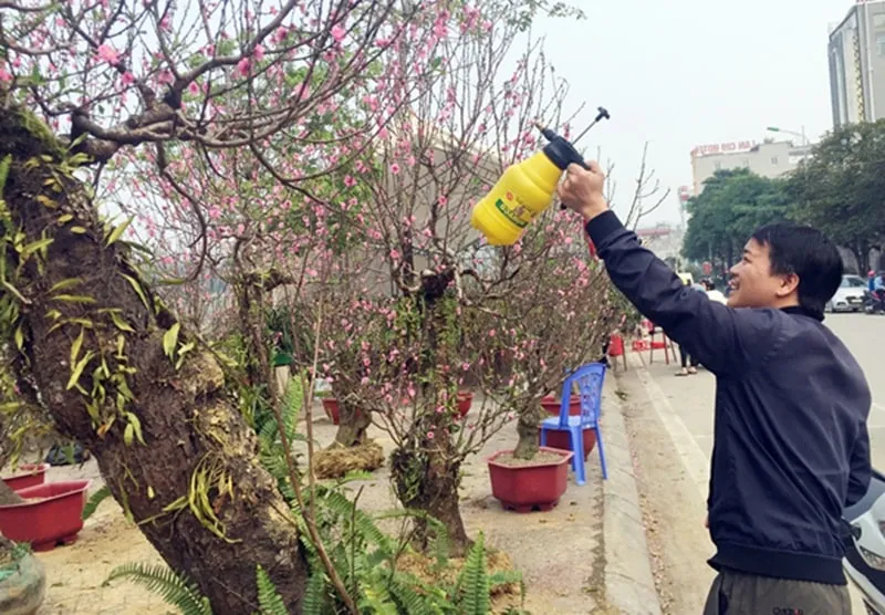 Ý nghĩa của cây hoa đào ngày tết, chơi qua tháng Giêng mà vẫn tươi thắm nhờ mẹo này